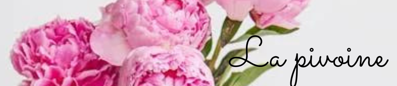 pivoine fleur