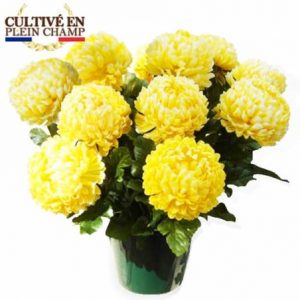 Chrysanthème Boule Jaune