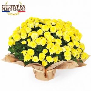 Chrysanthème jaune – Cultivé en plein champ 🇫🇷 Splendide chrysanthème aux fleurs jaunes éclatantes, symbole de souvenir et de fidélité. Idéal pour la Toussaint ou pour égayer vos extérieurs d’automne. Production française, floraison abondante et durable.