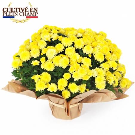 Chrysanthème jaune – Cultivé en plein champ 🇫🇷 Splendide chrysanthème aux fleurs jaunes éclatantes, symbole de souvenir et de fidélité. Idéal pour la Toussaint ou pour égayer vos extérieurs d’automne. Production française, floraison abondante et durable.