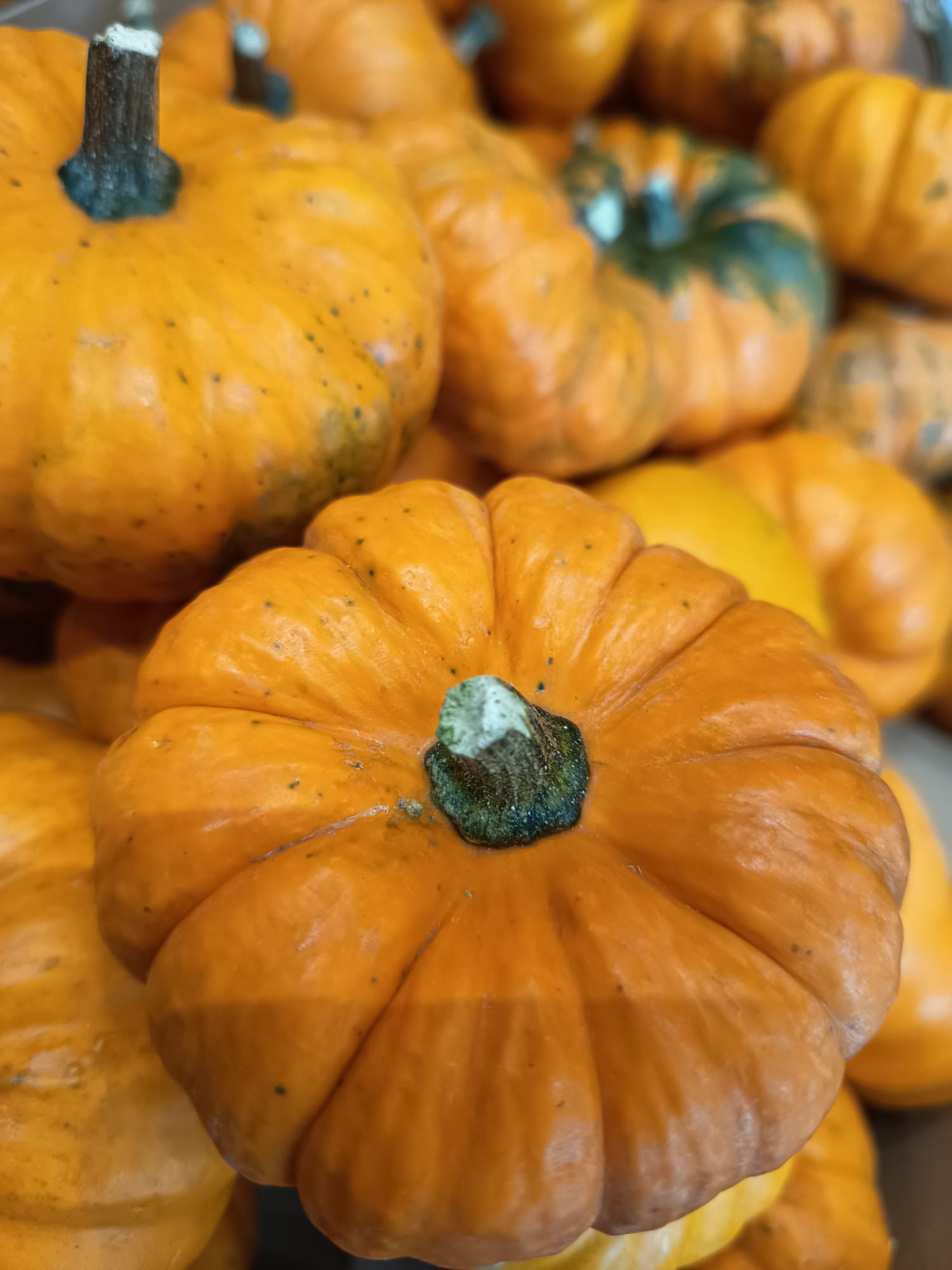  une citrouille pour halloween