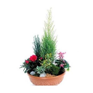 Conifère, aucuba, cyclamen fuchsia et bégonia rouge présenté dans une coupe (Fleurs, contenant et décorations variables selon les saisons et la disponibilité en magasin tout en gardant l'esprit la forme et les couleurs