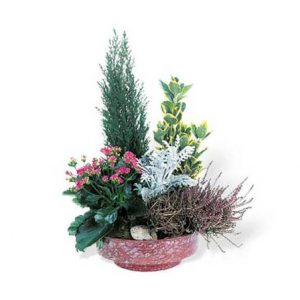 coupe plante toussaint