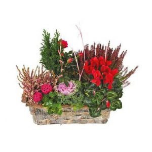 Meilleur compromis Coupe de plantes vertes & rouges