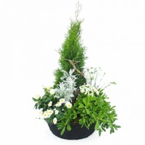 Grand assemblage de plantes vertes et fleuries dans les tons blancs. Cette création réalisée par un artisans fleuriste local est composée d'un rosier, kalanchoé, conifère, oeillet, anthémis, diverse plante verte et fleurie. De la mousse est ajoutée à la base des plantes et des branches de bois sont déposées pour une décoration naturelle Le tout assemblé dans un contenant noir.