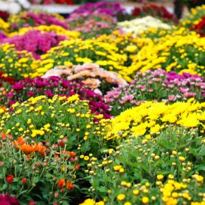 Entretien et fleurissement de tombes à Nancy, Laxou et environs Prenez soin des sépultures de vos proches, même à distance, grâce à notre service d’entretien et de fleurissement de tombes. Nous intervenons avec respect et professionnalisme dans les cimetières du Sud, de Préville, de Nancy et de Laxou.