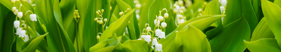 fleuriste nancy muguet des bois