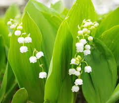 brin de muguet ecologique